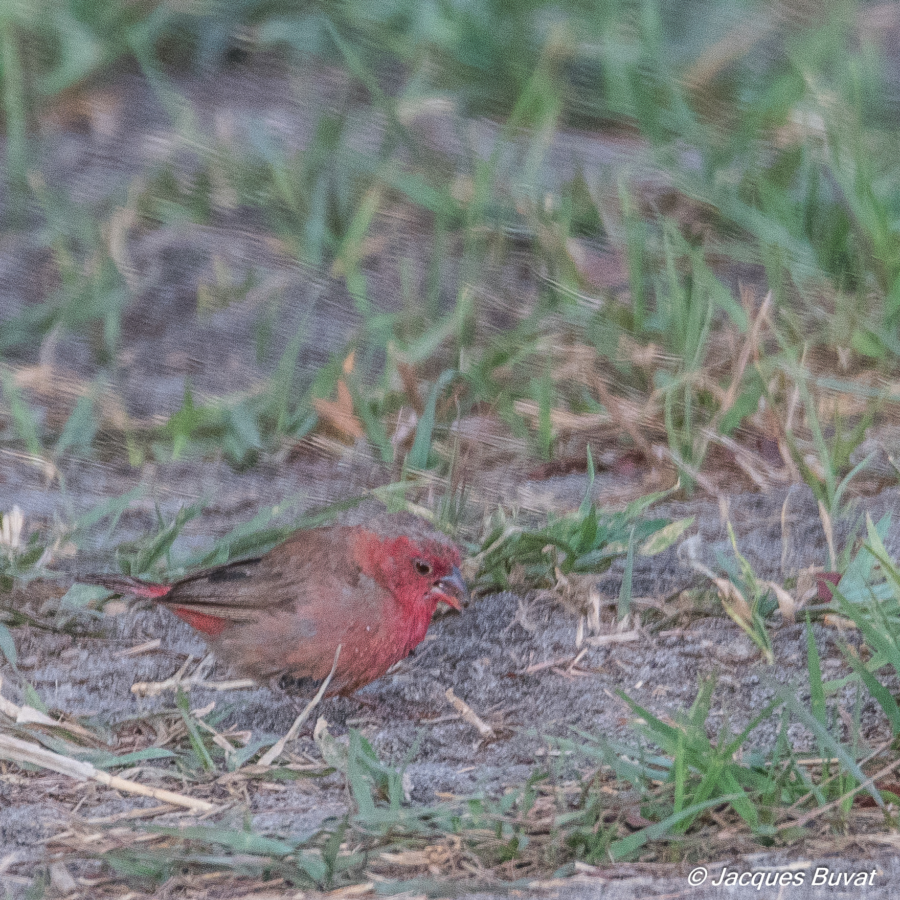 Amarante du Sénégal (Red-billed firefinch, Lagonosticta senegala) mâle atypique de profil, Shinde, Delta de l'Okavango, Botswana-7423